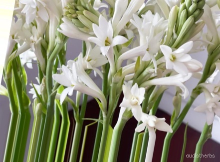 augmented_Polianthes tuberosa flower10_0_6871.jpeg